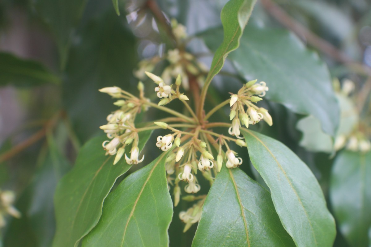 Pittosporum